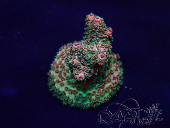 WYSIWYG Acropora Maricoltura acclimatata a LED