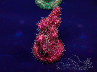 WYSIWYG Acropora 15A2 Mariculture acclimaté led