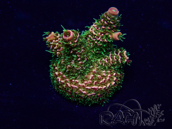 WYSIWYG Acropora Mariculture acclimated LED