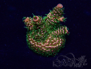WYSIWYG Acropora Marikultur akklimatisiert LED