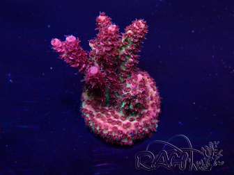WYSIWYG Acropora 15A4 Mariculture acclimaté led