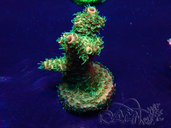 WYSIWYG Acropora Maricultura aclimatada LED