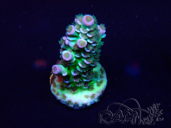 WYSIWYG Acropora Maricultura aclimatada LED