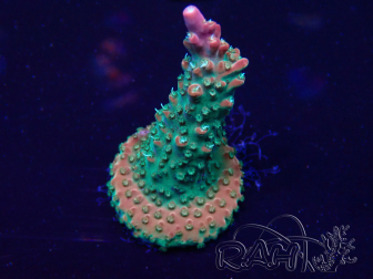 WYSIWYG Acropora acclimated LED