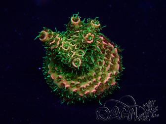 WYSIWYG Acropora Mariculture acclimated LED