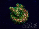 WYSIWYG Acropora Maricultuur geacclimatiseerd LED