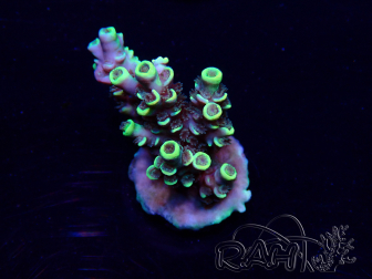 WYSIWYG Acropora tenuis Maricoltura acclimatata a LED