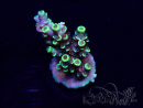 WYSIWYG Acropora tenuis Maricultura aclimatada LED