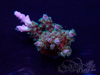 WYSIWYG Acropora tenuis Mariculture acclimaté led