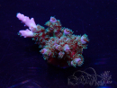WYSIWYG Acropora tenuis Mariculture acclimated LED