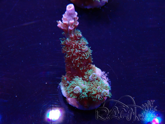 WYSIWYG Acropora acclimatato led