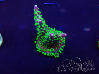WYSIWYG Acropora 15B5 Mariculture acclimaté led