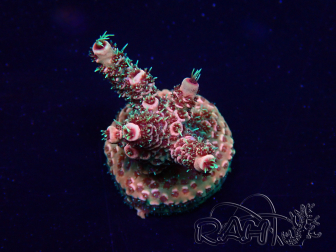 WYSIWYG AcroporaMariculture acclimated LED