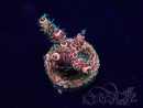 WYSIWYG Acropora Marikultur akklimatisiert LED