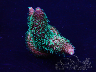 WYSIWYG Acropora 15B8 Mariculture acclimaté led