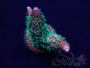WYSIWYG Acropora Maricultuur geacclimatiseerd LED