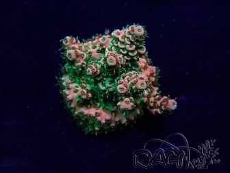 WYSIWYG Acropora acclimaté led