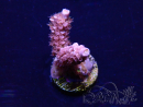 WYSIWYG Acropora tenuis15B10 Mariculture acclimaté led
