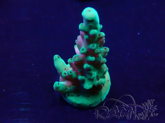 WYSIWYG Acropora Maricultura aclimatada LED