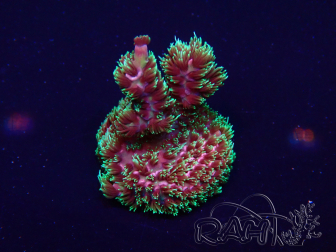WYSIWYG Acropora Maricultura aclimatada LED