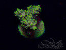 WYSIWYG Acropora 15C1 Mariculture acclimaté led
