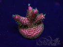 WYSIWYG AcroporaMariculture acclimated LED