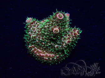 WYSIWYG Acropora 15C3 Mariculture acclimaté led