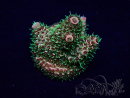 WYSIWYG AcroporaMariculture acclimated LED