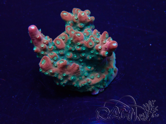 WYSIWYG Acropora Mariculture acclimated LED