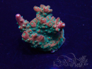 WYSIWYG Acropora Mariculture acclimated LED
