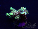 WYSIWYG Acropora tenuis Maricoltura acclimatata a led