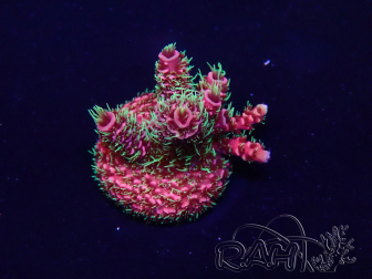 WYSIWYG Acropora Mariculture acclimaté led