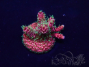 WYSIWYG Acropora 15C8 Mariculture acclimaté led