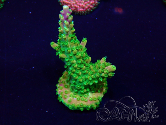WYSIWYG Acropora 15C9 Mariculture acclimaté led