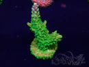 WYSIWYG Acropora acclimated LED