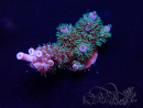 WYSIWYG Acropora tenuis 15C11 Mariculture acclimaté led