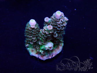 WYSIWYG Acropora tenuis 15D2 Mariculture acclimaté led