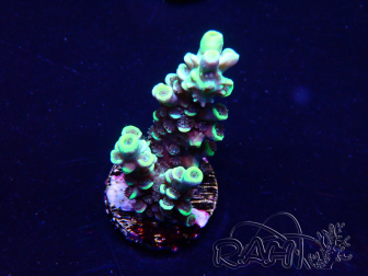 WYSIWYG Acropora Marikultur akklimatisiert LED