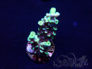 WYSIWYG Acropora tenuis 15D3 Mariculture acclimaté led