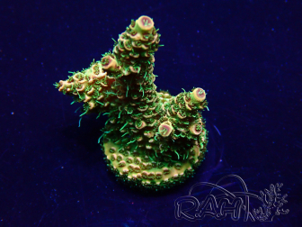 WYSIWYG Acropora Maricultura aclimatada LED