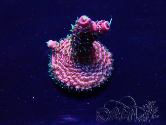 WYSIWYG Acropora Mariculture acclimated LED