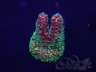 WYSIWYG Acropora akklimatisiert LED