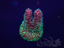 WYSIWYG Acropora acclimated LED