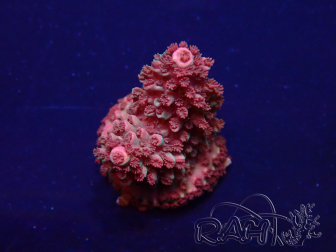WYSIWYG Acropora Maricultured acclimated LED