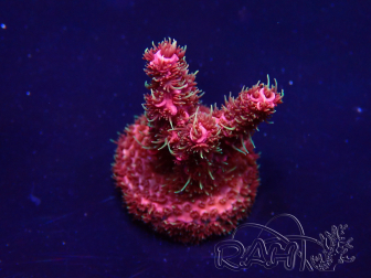 WYSIWYG Acropora Mariculture acclimated LED