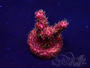 WYSIWYG Acropora Maricoltura acclimatata a LED