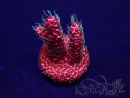 WYSIWYG Acropora akklimatisiert LED