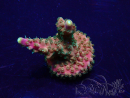 WYSIWYG Acropora 15E2 Mariculture acclimated LED