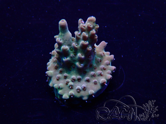 WYSIWYG Acropora Mariculture acclimated LED