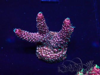 WYSIWYG Acropora acclimated LED